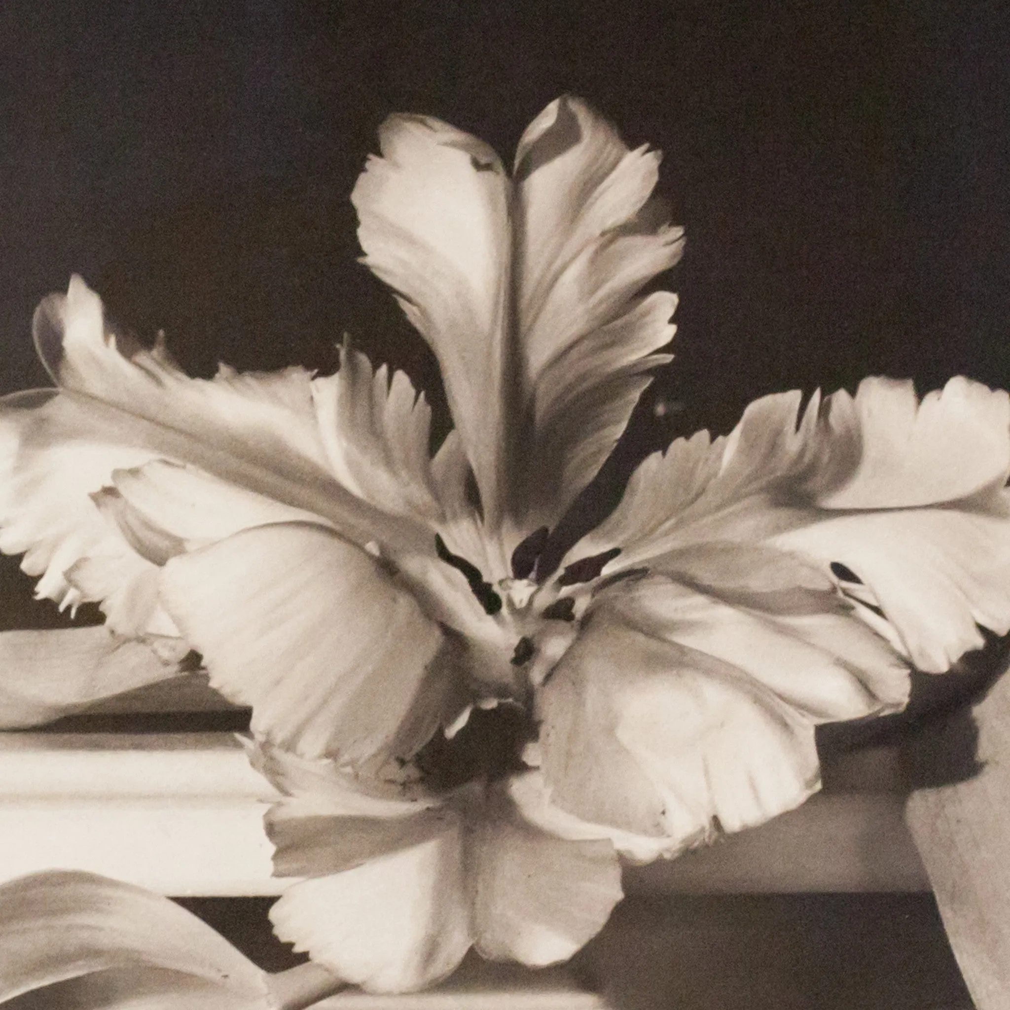HORST P. HORST 'TULIPS, OYSTER BAY NY' PHOTO, 1989
