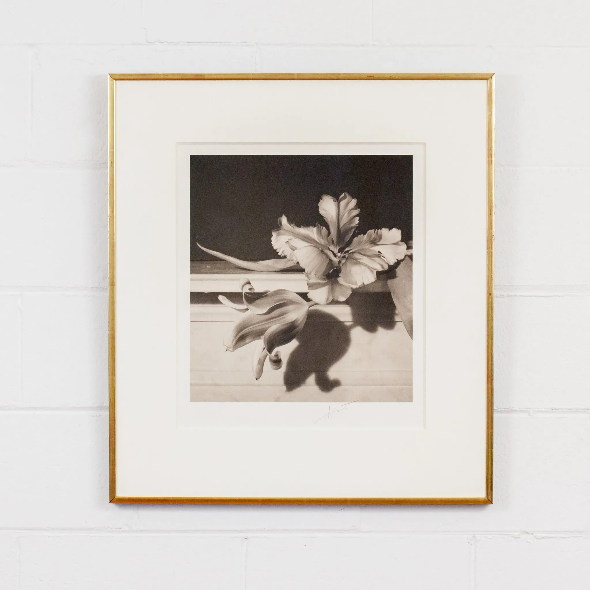HORST P. HORST 'TULIPS, OYSTER BAY NY' PHOTO, 1989
