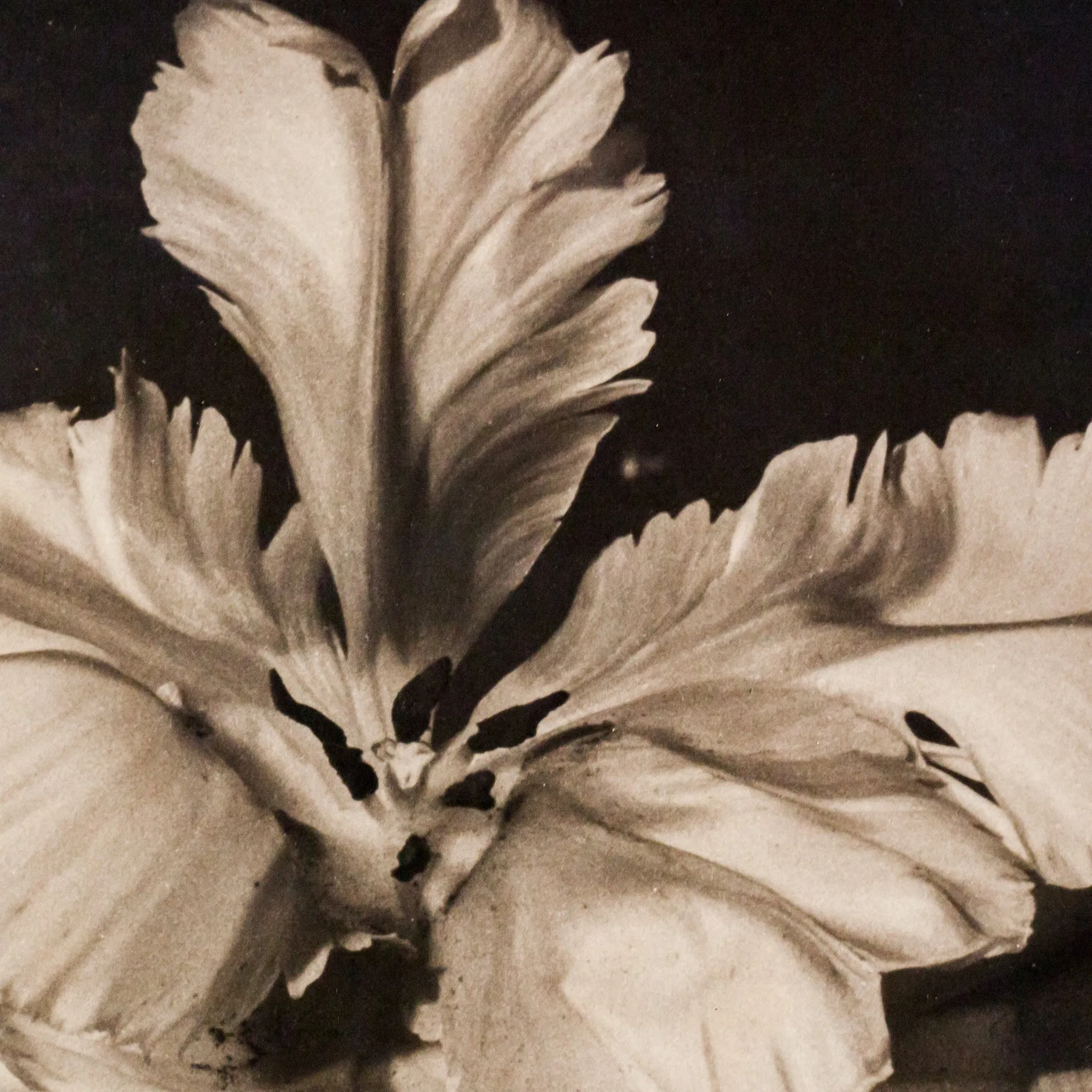 HORST P. HORST 'TULIPS, OYSTER BAY NY' PHOTO, 1989