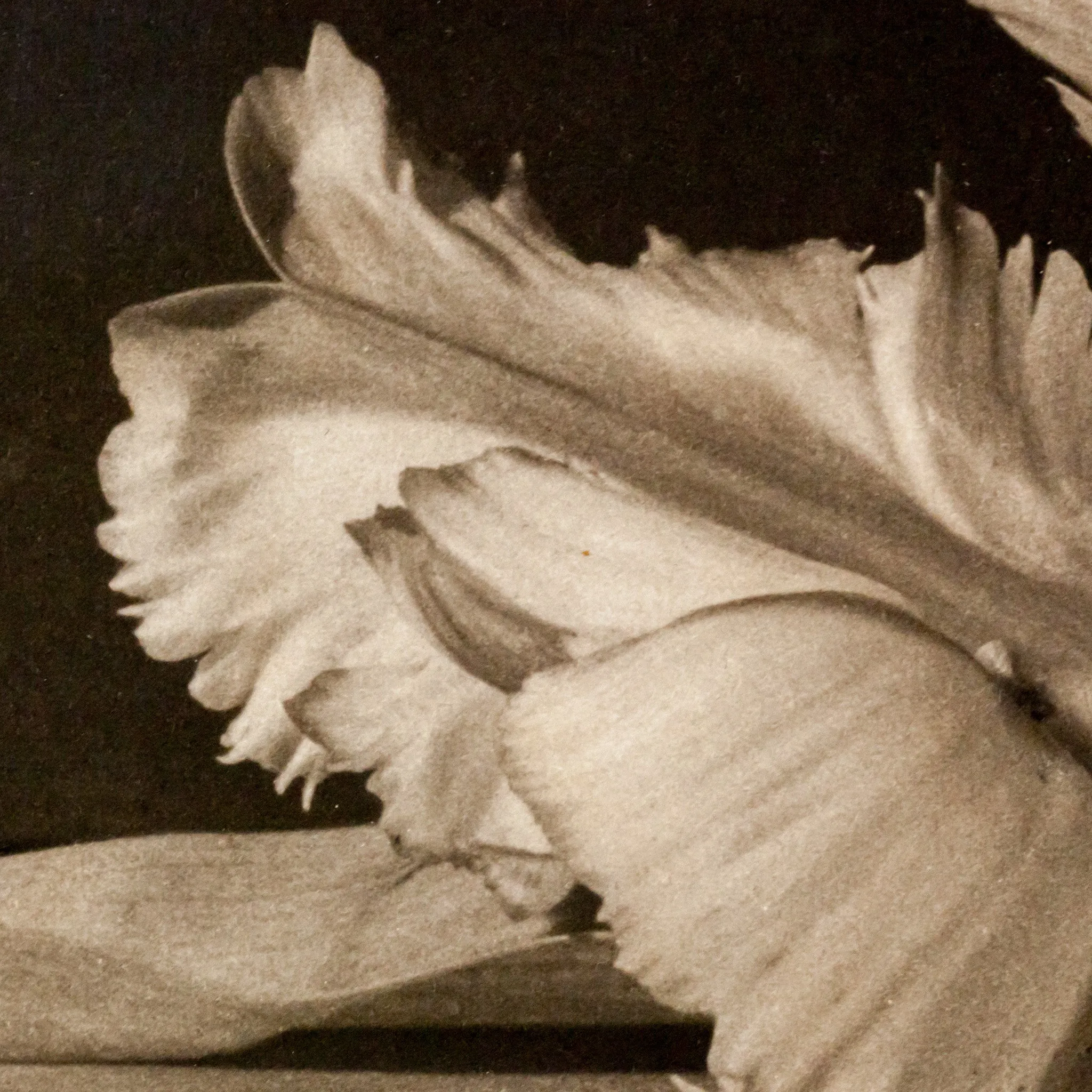 HORST P. HORST 'TULIPS, OYSTER BAY NY' PHOTO, 1989