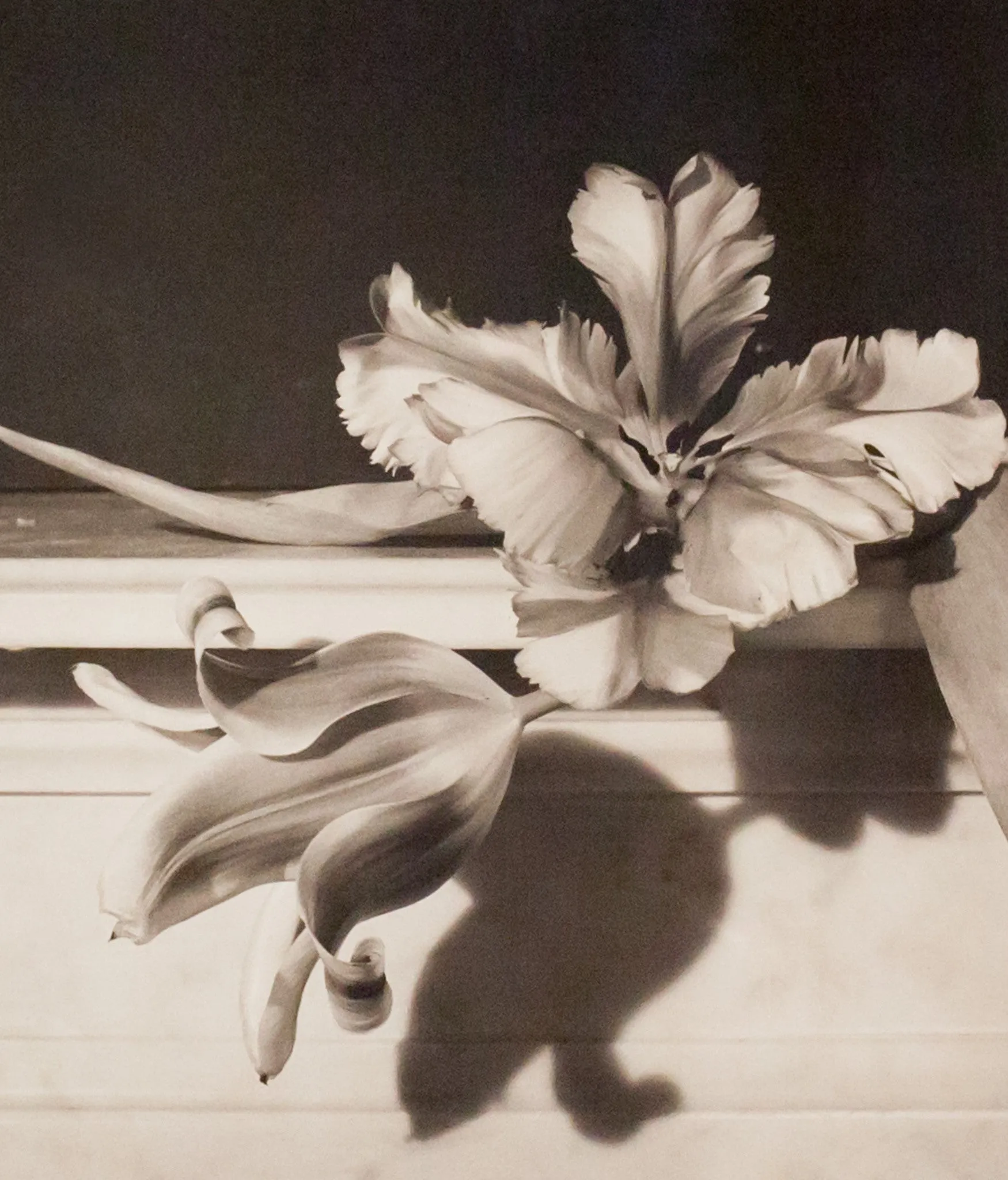 HORST P. HORST 'TULIPS, OYSTER BAY NY' PHOTO, 1989
