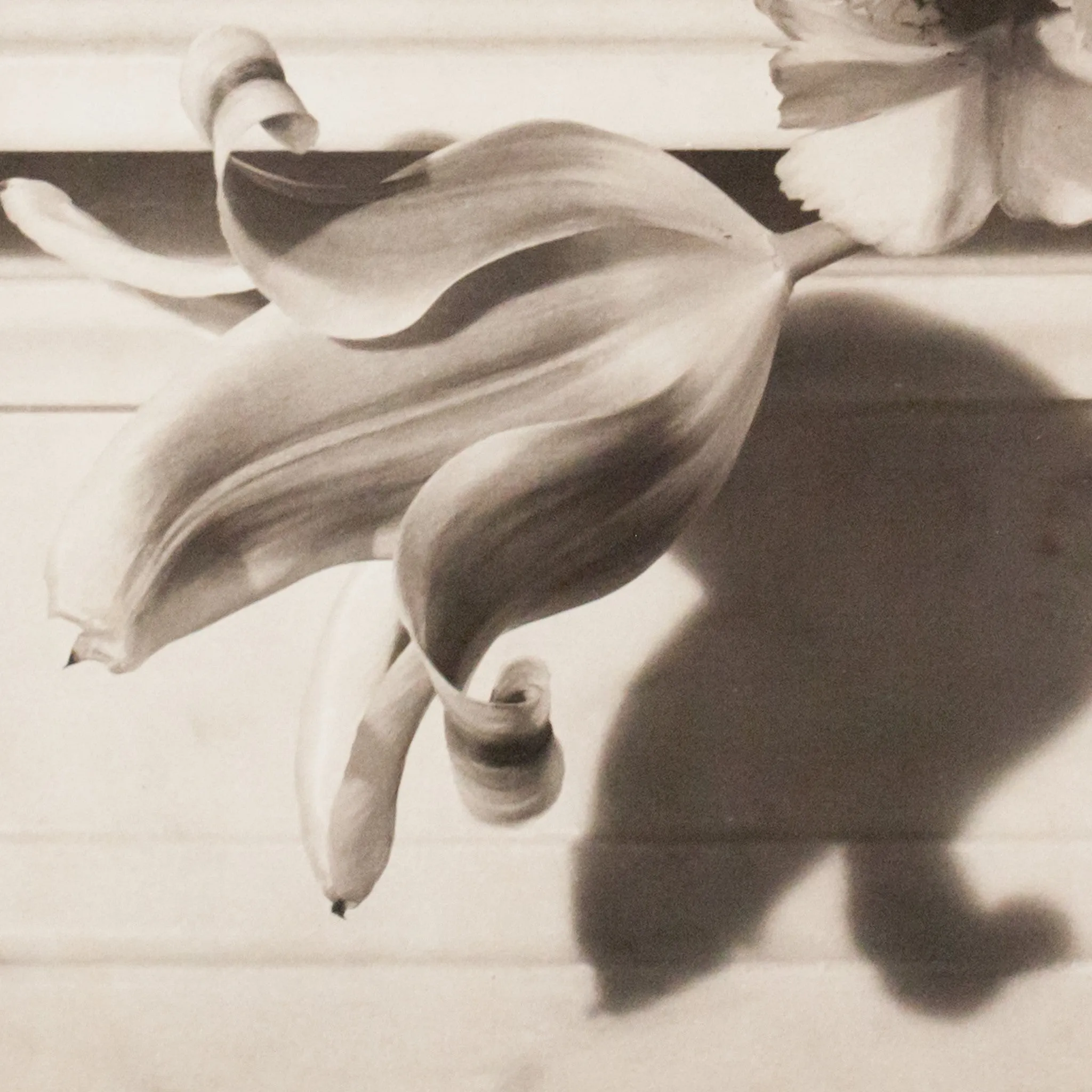 HORST P. HORST 'TULIPS, OYSTER BAY NY' PHOTO, 1989